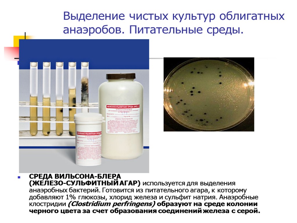 Выделение чистых культур облигатных анаэробов. Питательные среды. СРЕДА ВИЛЬСОНА-БЛЕРА (ЖЕЛЕЗО-СУЛЬФИТНЫЙ АГАР) используется для выделения